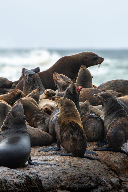 Life on the rocks