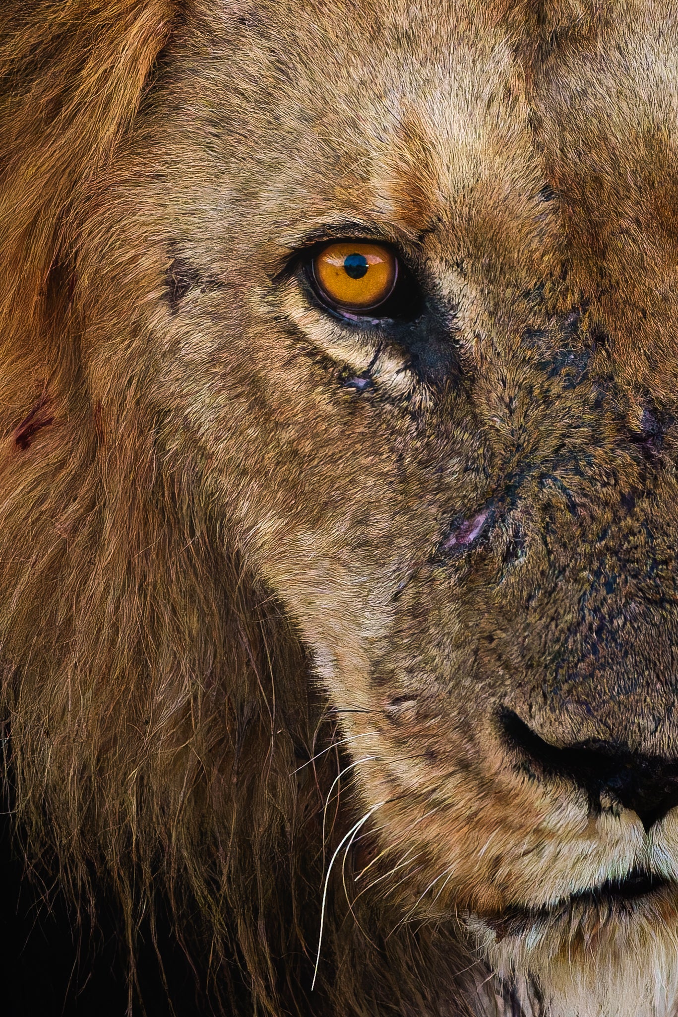 The king’s stare