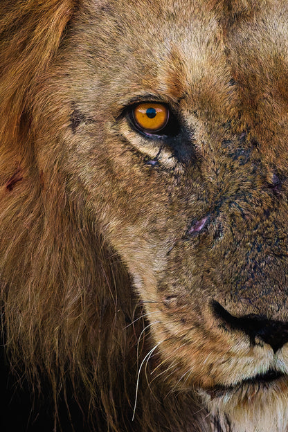The king’s stare