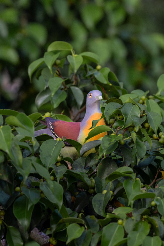 Tropical camouflage