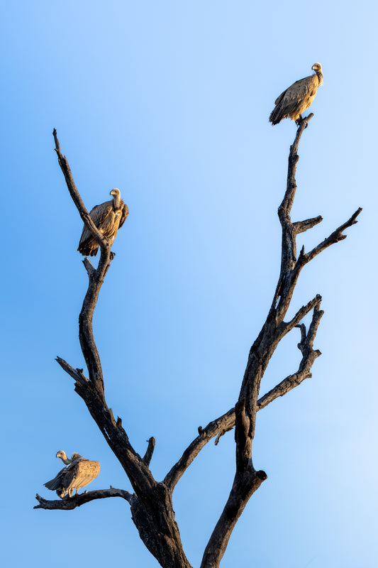The watchers