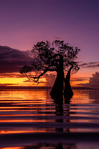 Dancing trees