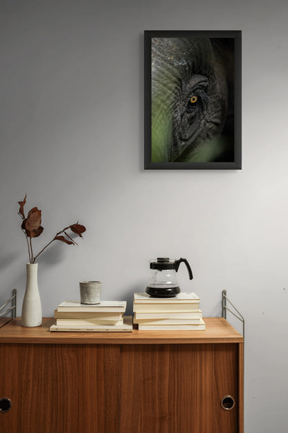 The eye of Borneo