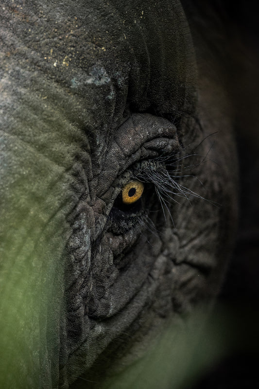 The eye of Borneo
