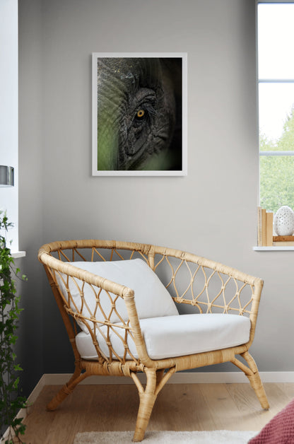 The eye of Borneo