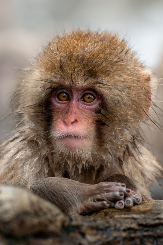 Little thinker