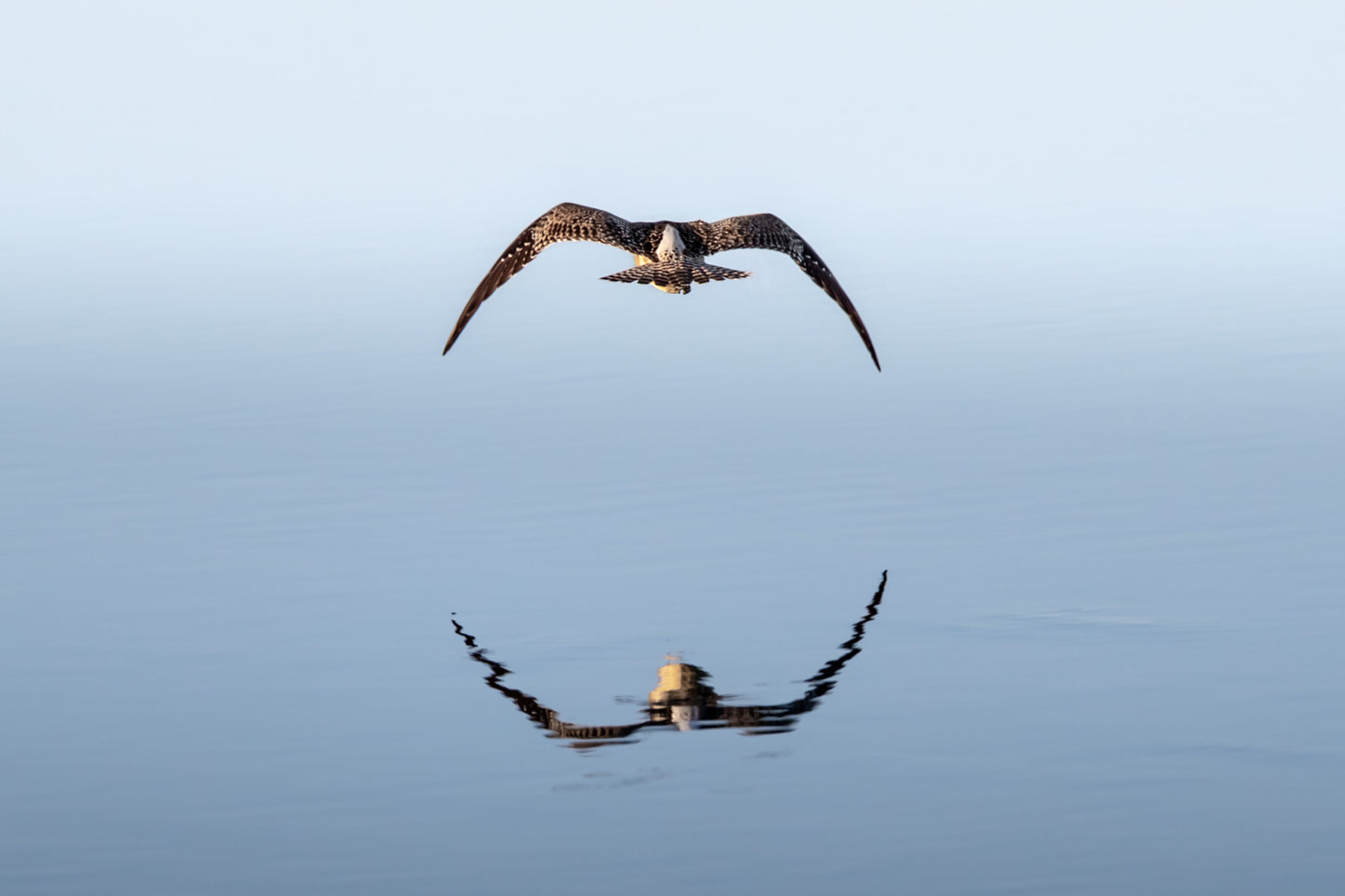 Mirror flight