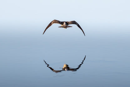 Mirror flight