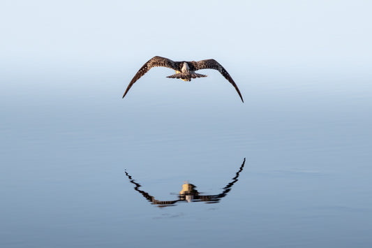 Mirror flight