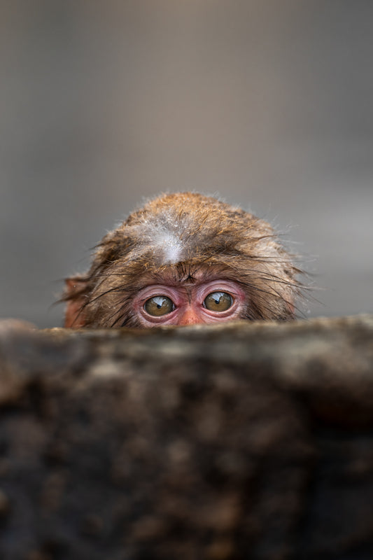 Little spy