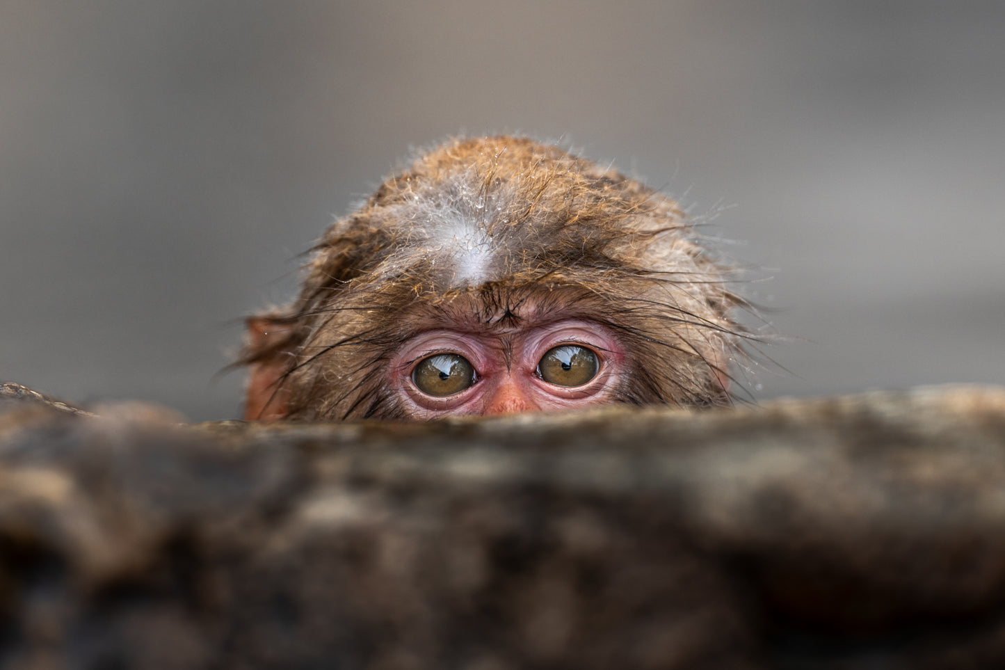 Peek-a-boo