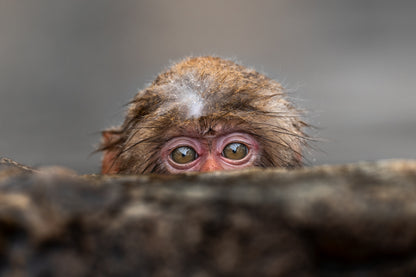 Peek-a-boo