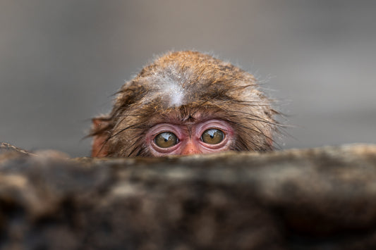 Peek-a-boo